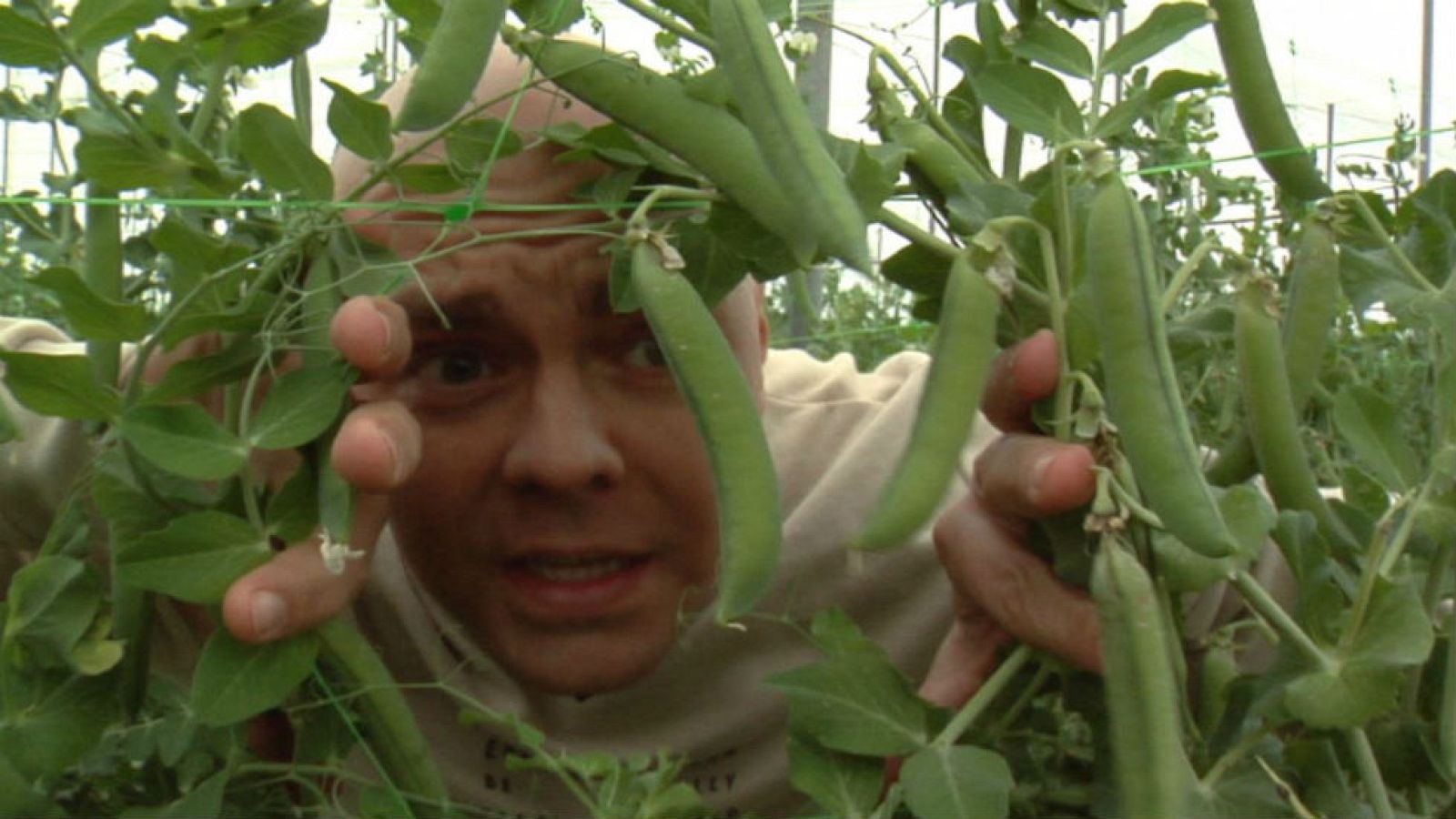 Nos perdemos entre pésoles