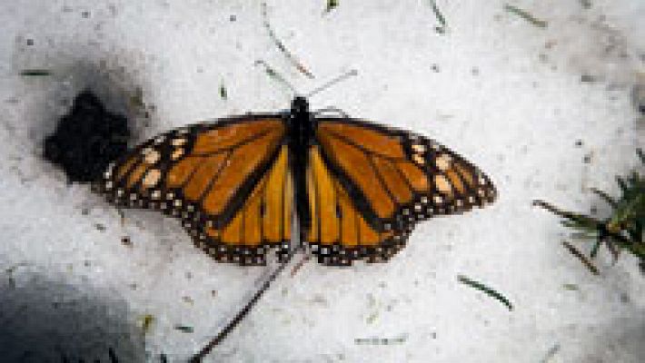 Nubosidad y precipitaciones localmente fuertes en forma de nieve en cotas relativamente bajas