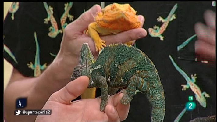 A punto con La 2 - Reptiles como mascotas