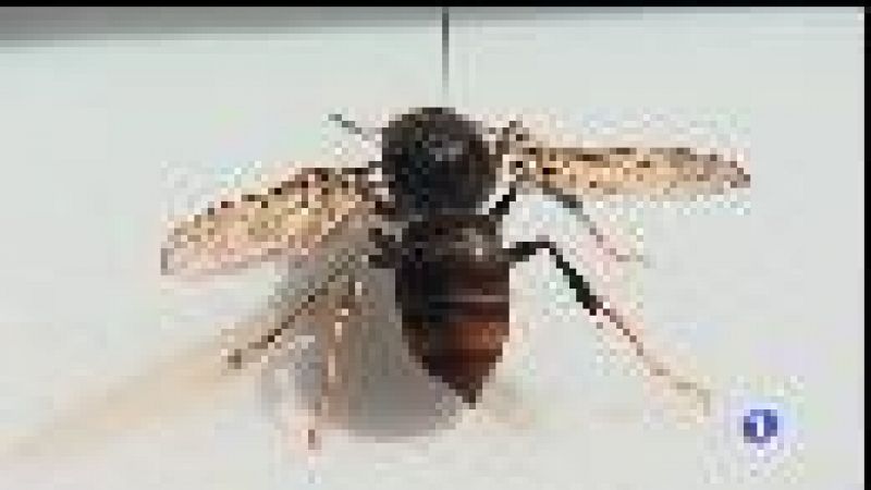 Una aplicació per localitzar la vespa asiàtica