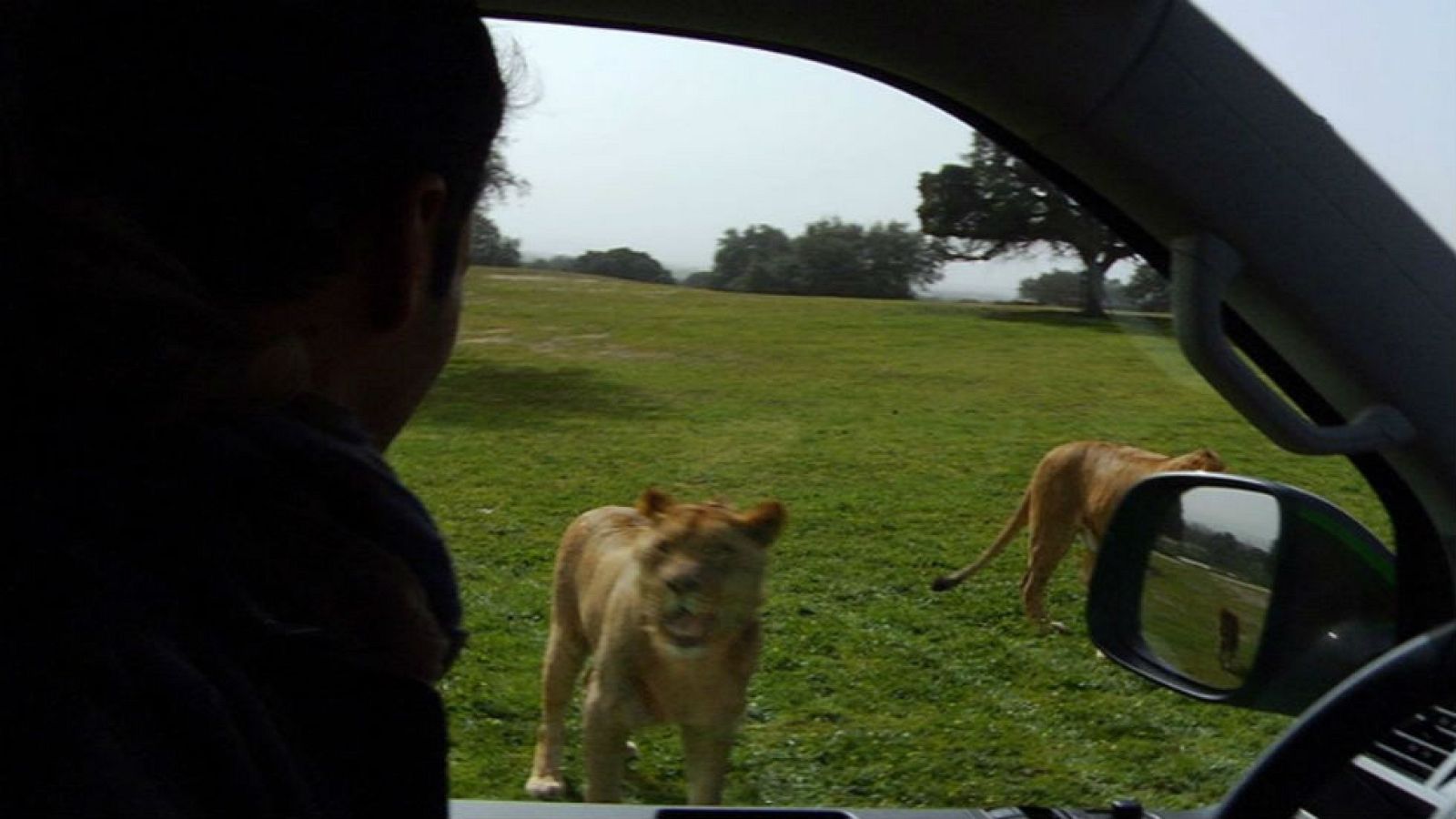 Nos vamos de Safari ¿en Madrid?