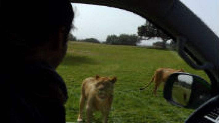 Aquí la Tierra - Nos vamos de Safari ¿en Madrid?