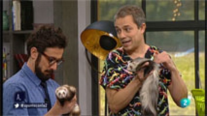 A punto con La 2 - Los hurones