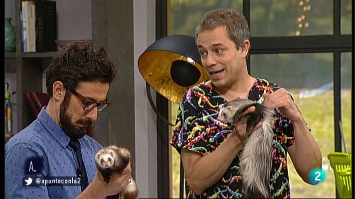 A punto con La 2 - Los hurones