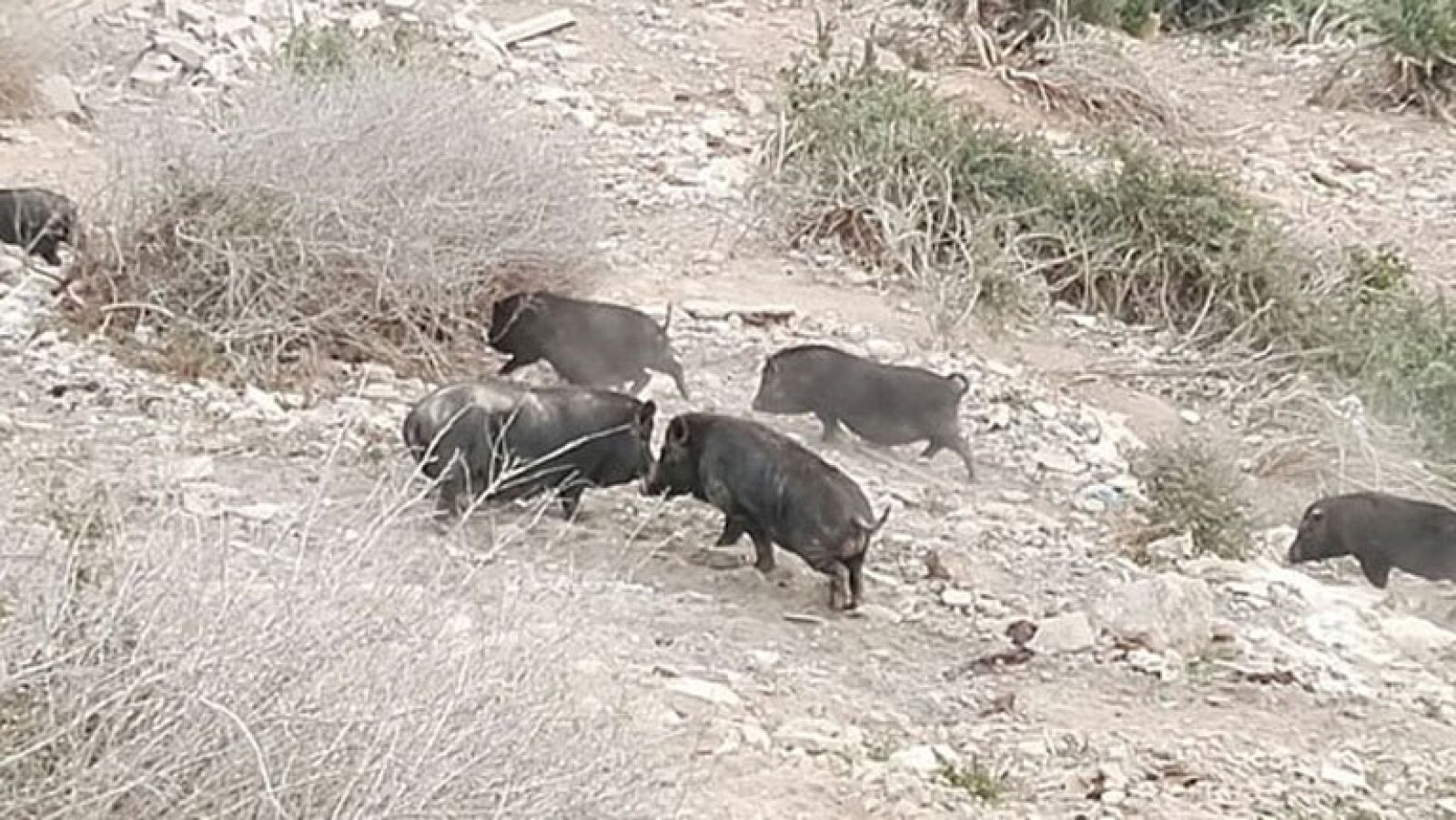 Invasión de cerdos vietnamitas en Cartagena