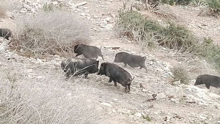 España Directo - Invasión de cerdos vietnamitas en Cartagena