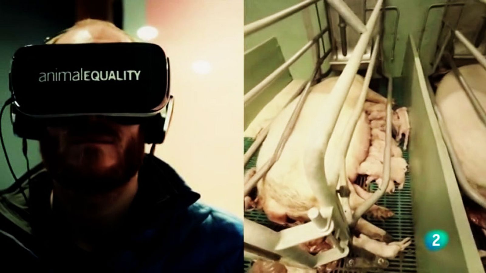 La 2 Noticias - Tecnología inmersiva para ver con ojos de animal lo que sucede en una granja industrial o un matadero