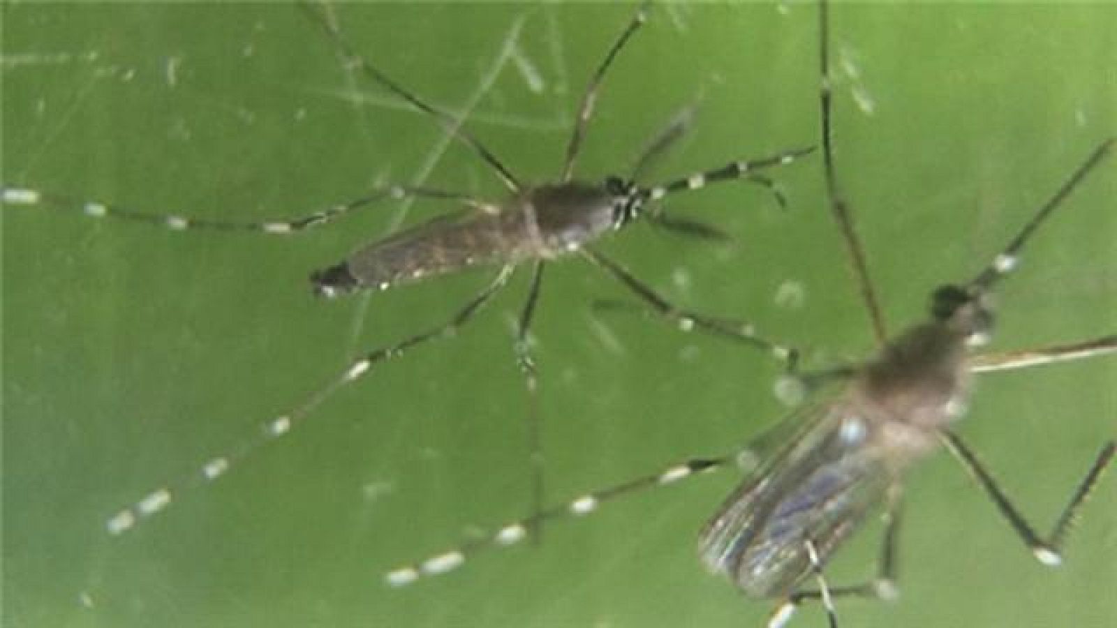 Telecanarias: Telecanarias - 16/03/2016 | RTVE Play