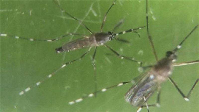 Telecanarias - 16/03/2016 