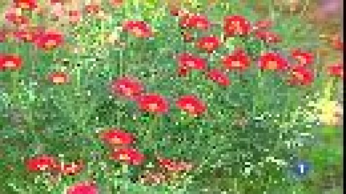 Informatiu Balear - La primavera, més seca i càlida