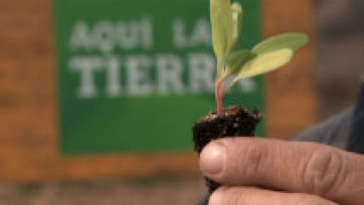 Aquí la Tierra - Las acelgas y sus enemigos