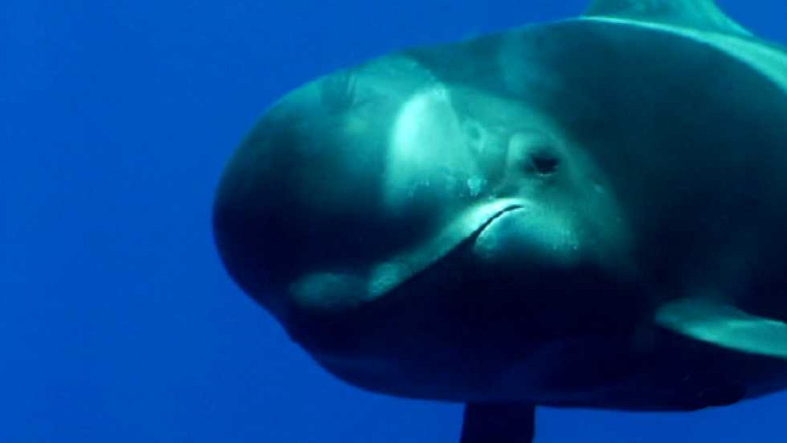 Jara y sedal - De costa a costa - ver ahora