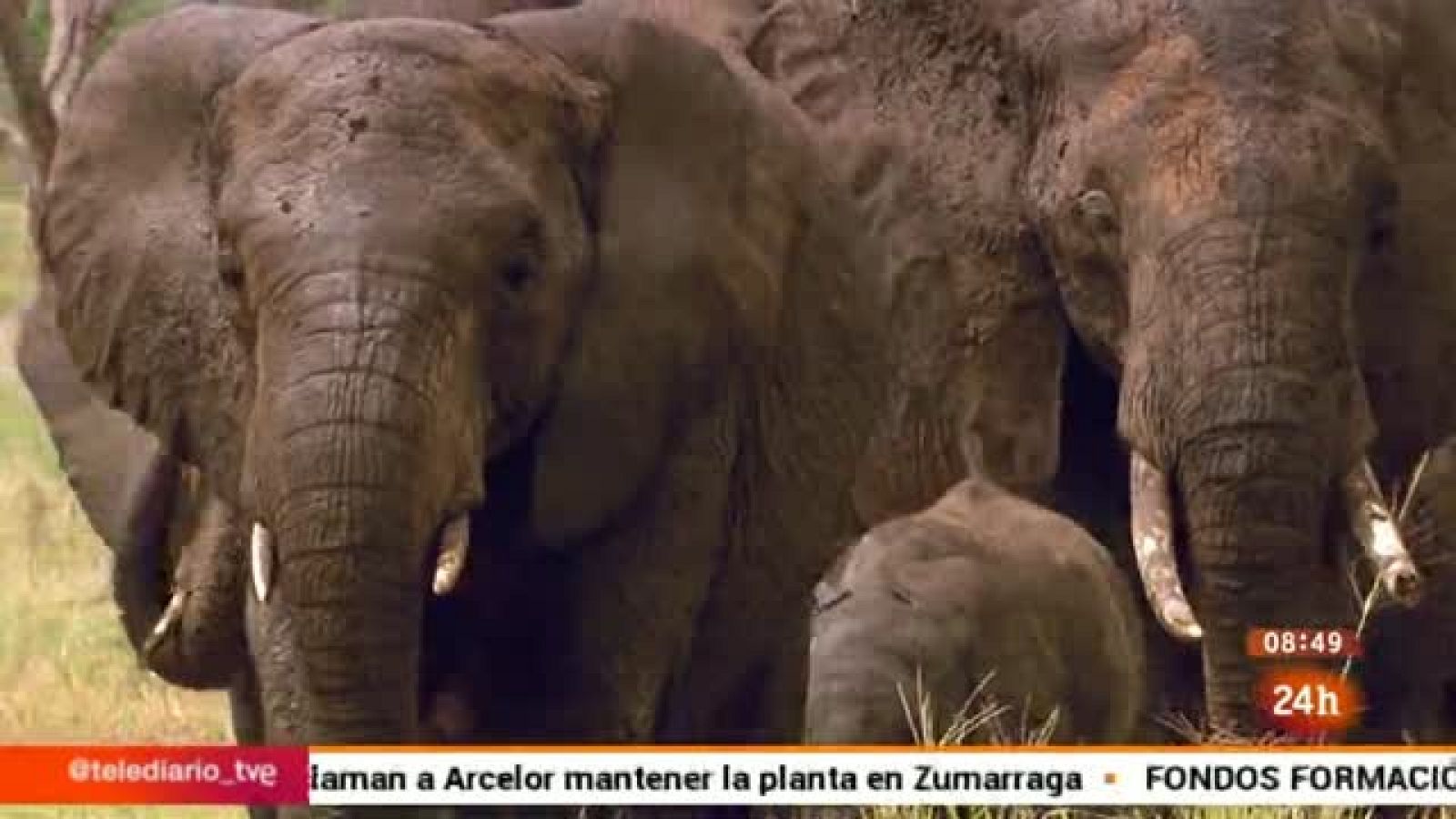 La Uniíon Europea presenta un plan de acción contra el tráfico de especies salvajes, que amenaza la supervivencia de elefantes y rinocerontes, entre otros.