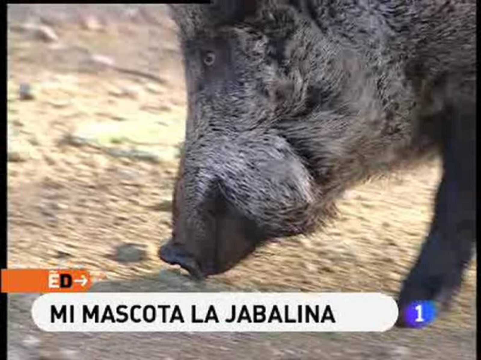 España Directo: Mi mascota la jabalina | RTVE Play