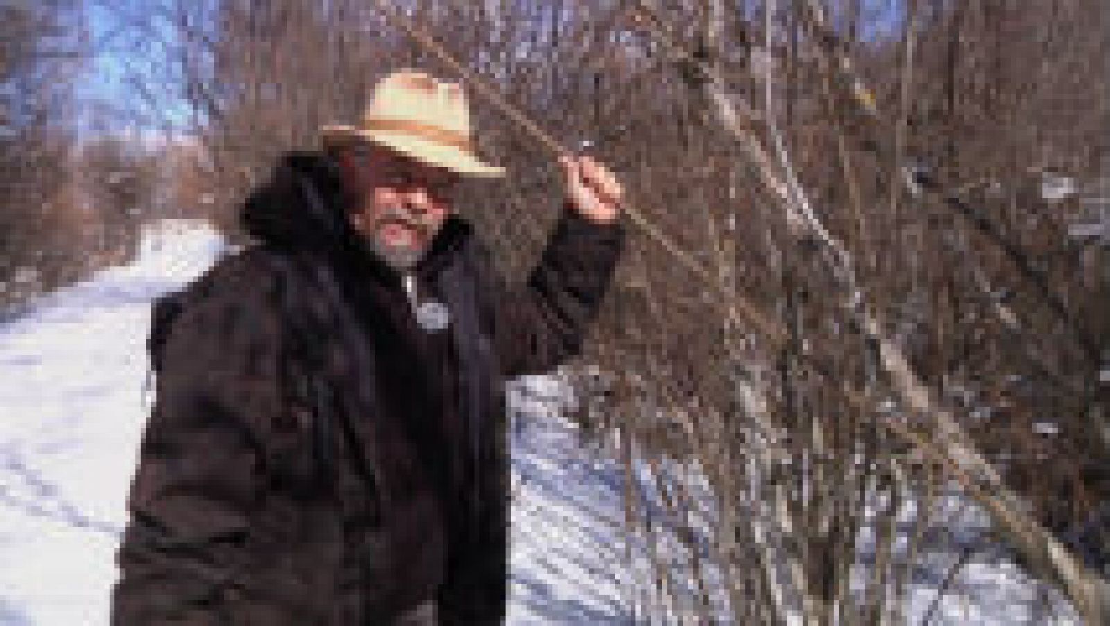 El avellano, árbol de agua