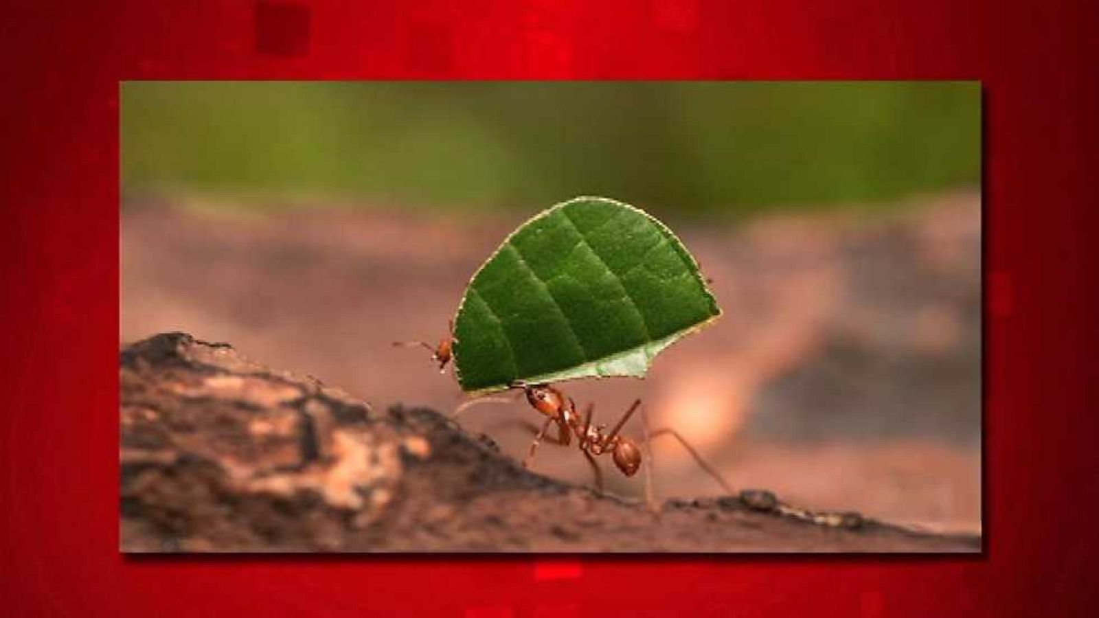 Saber y ganar. Edición Fin de semana - 26/03/16 - ver ahora