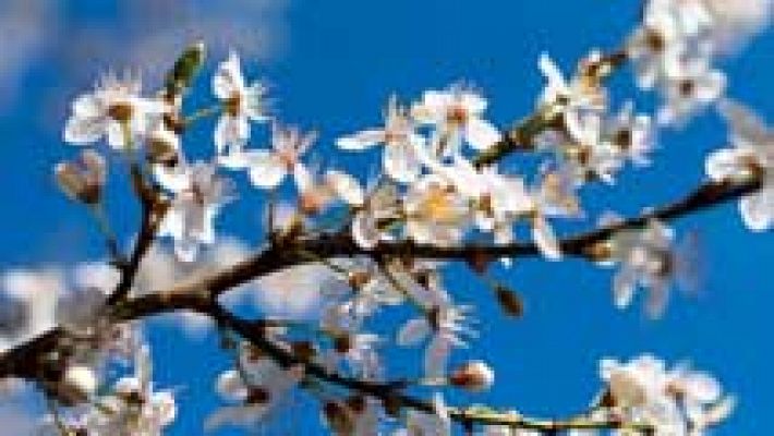 Informativo de Madrid - El Tiempo en la Comunidad de Madrid - 29/03/16