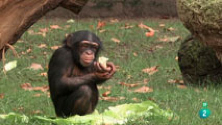 Fundación Barcelona Zoo