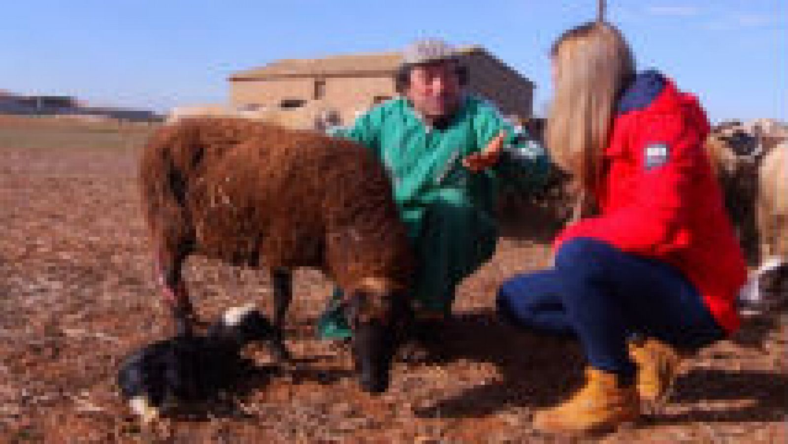 Conocemos a un rebaño de ovejas muesas, en Romanos, Zaragoza