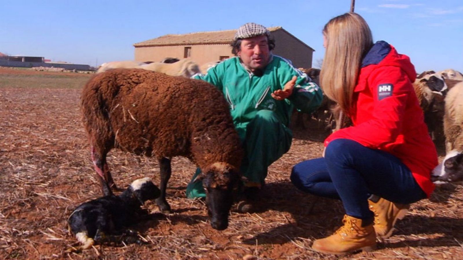 ¿Qué son las ovejas muesas?