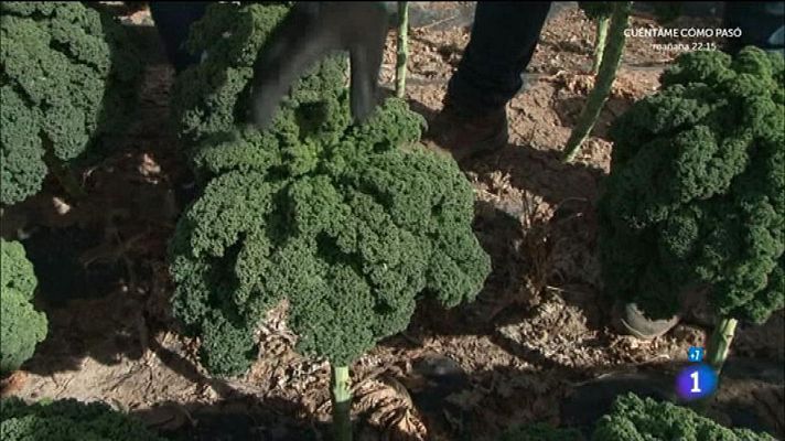 Nuevos alimentos - Kale