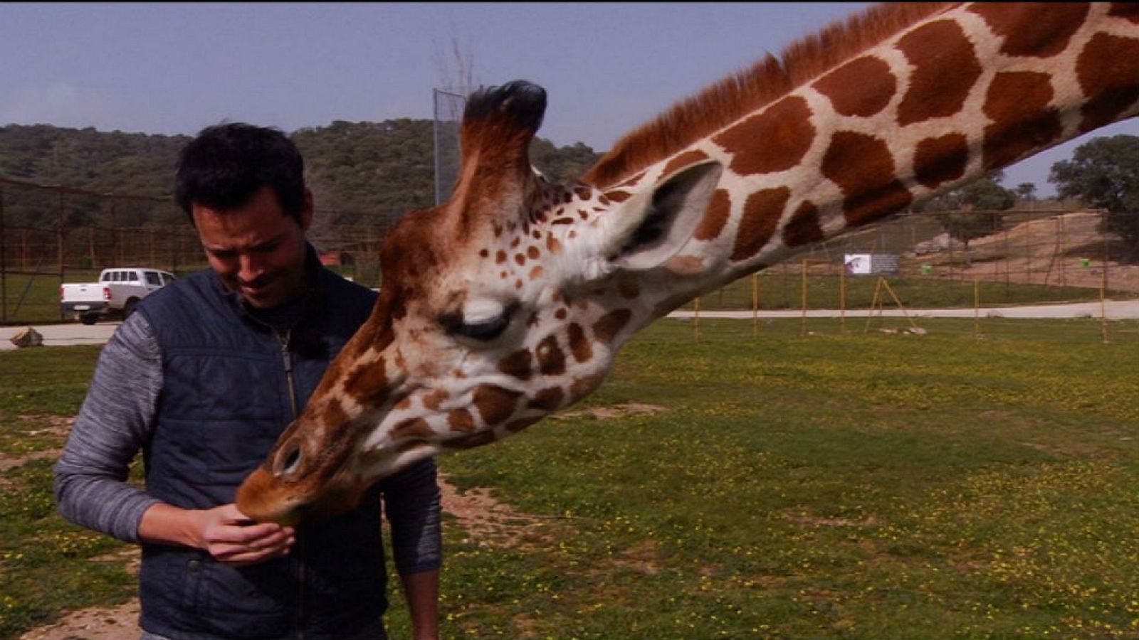 Lo que no sabías de las jirafas