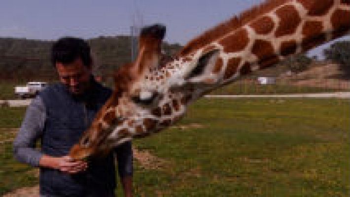 Aquí la Tierra - Lo que no sabías de las jirafas