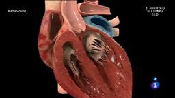 Válvulas cardiacas
