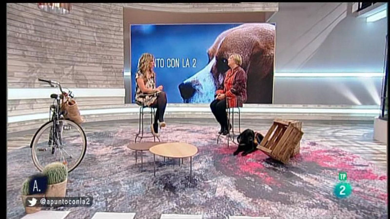 A punto con La 2 - Animales en casa - Los perros guía y la seguridad vial