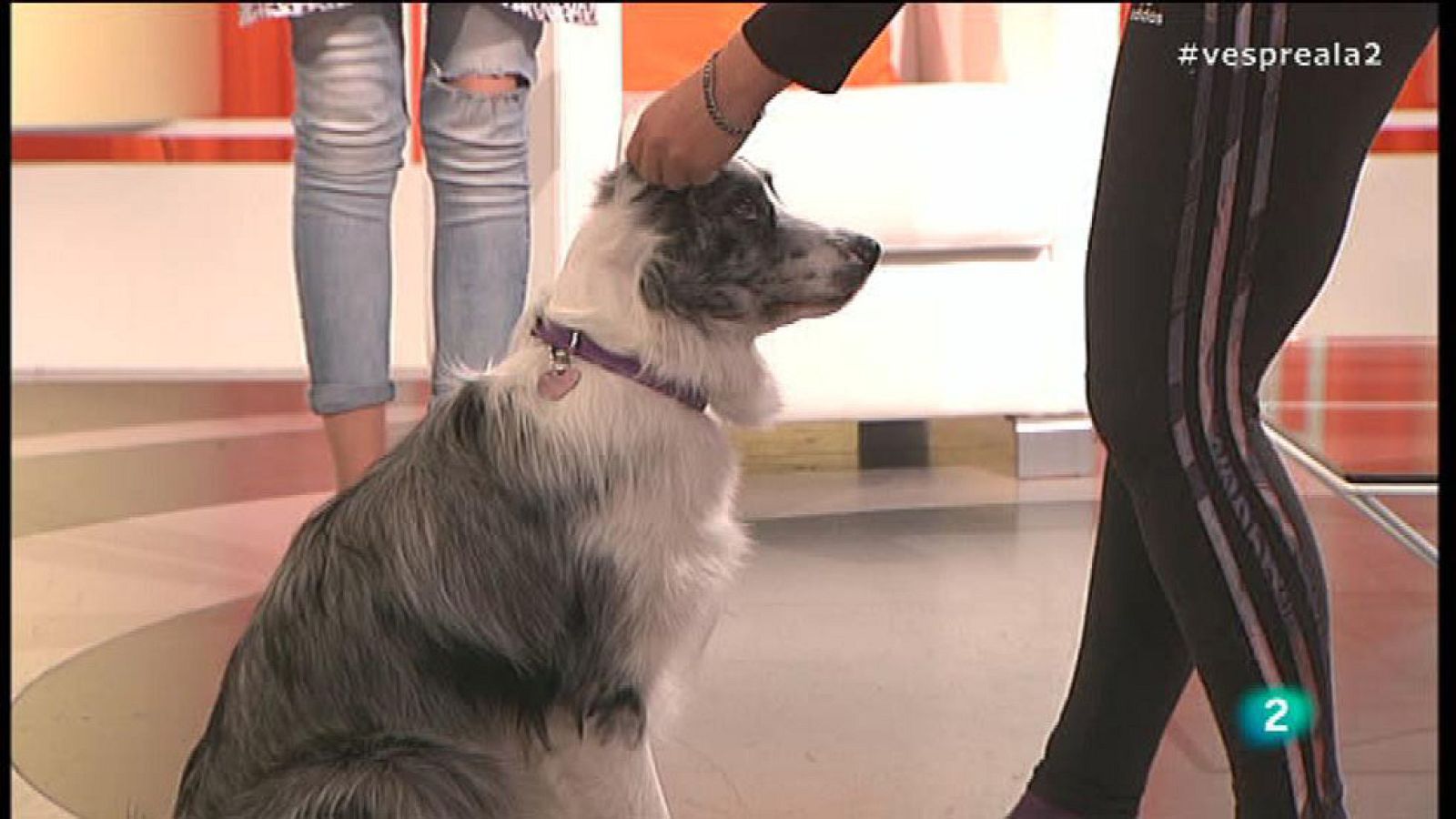 Vespre a La 2 - 'Doga' per a gossos estressats