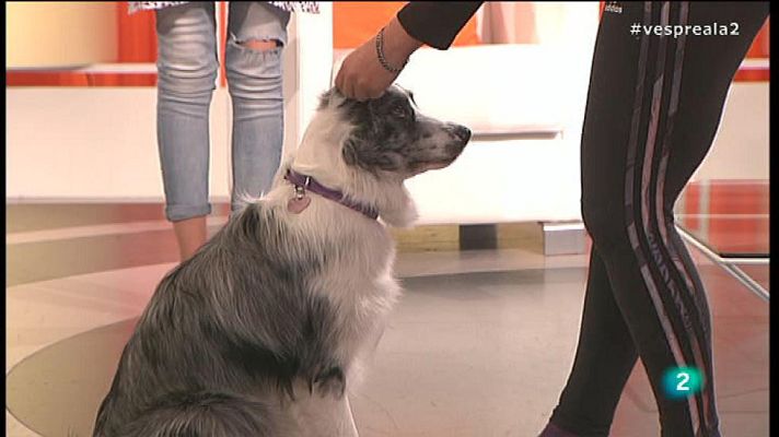 Vespre a La 2 - 'Doga' per a gossos estressats