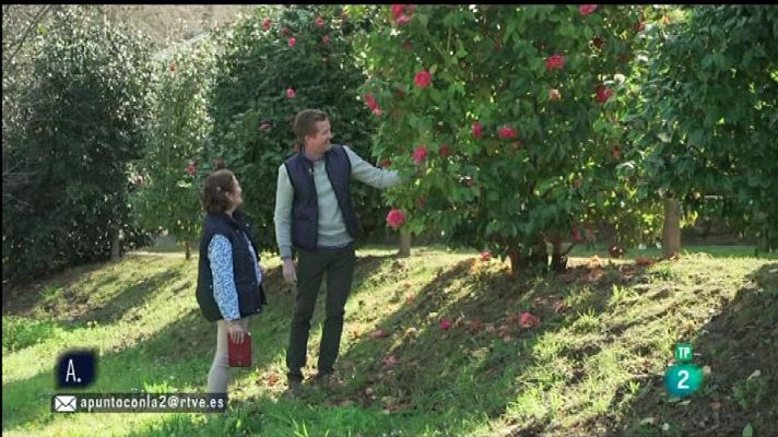 A punto con La 2 - Las camelias