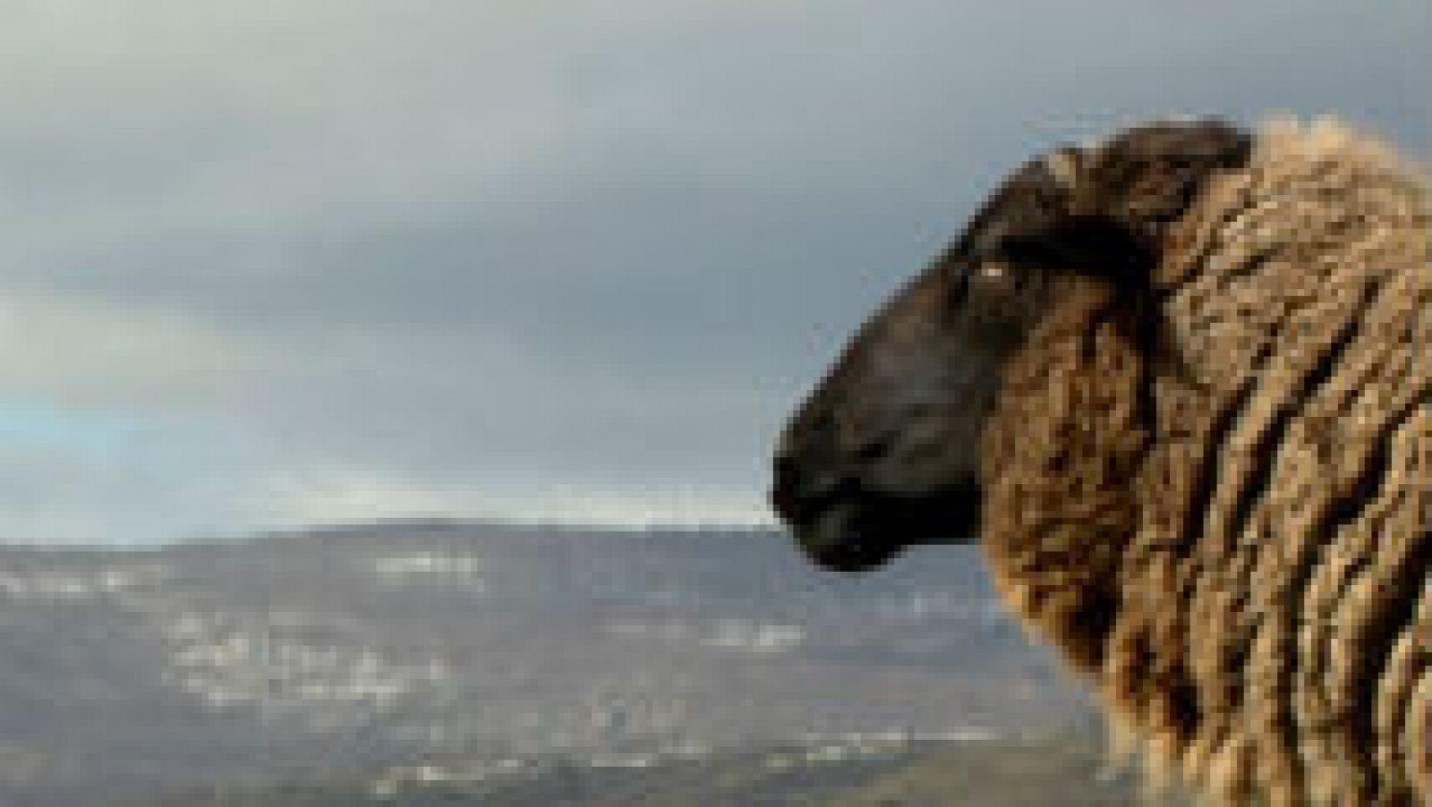 La oveja chamarita, símbolo de La Rioja