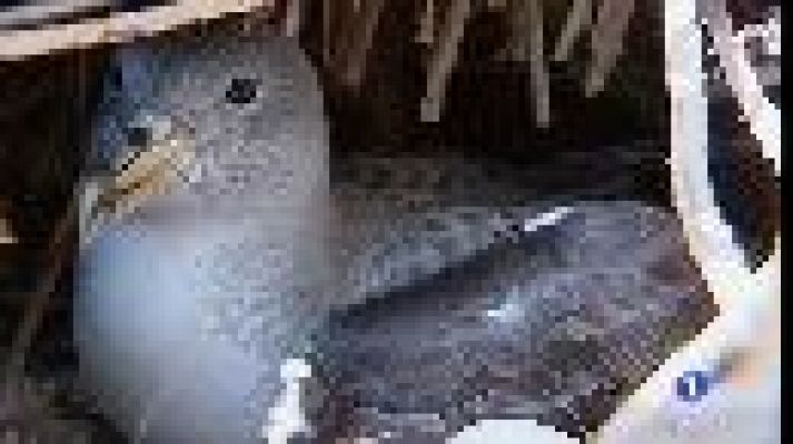 Informatiu Balear - El virot, en perill d'extinció