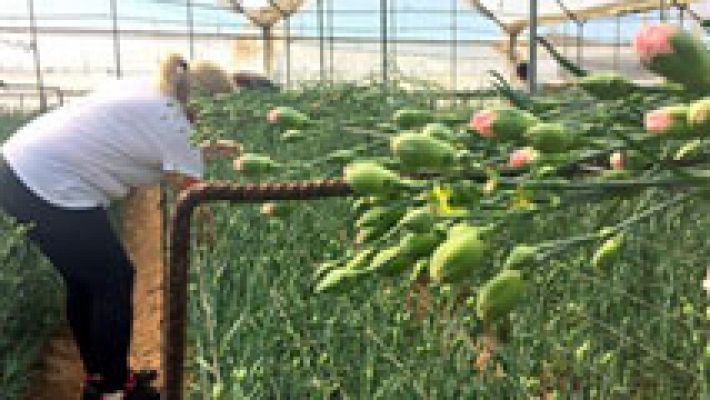 España Directo - Chipiona, el paraíso de las flores