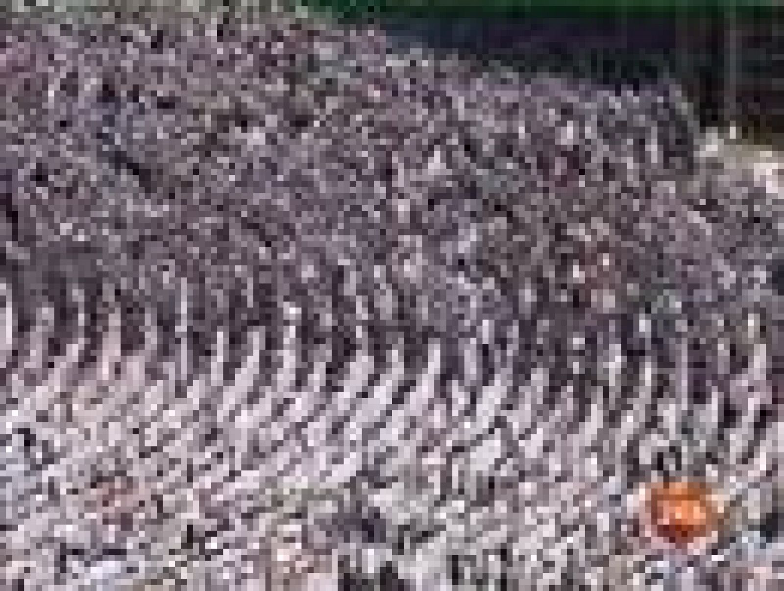 La Meca se prepara para la peregrinación anual - Informativo 24h | Ver