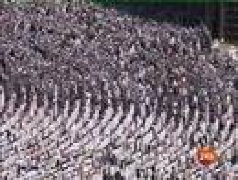 La Meca se prepara para la peregrinación anual - Informativo 24h | Ver