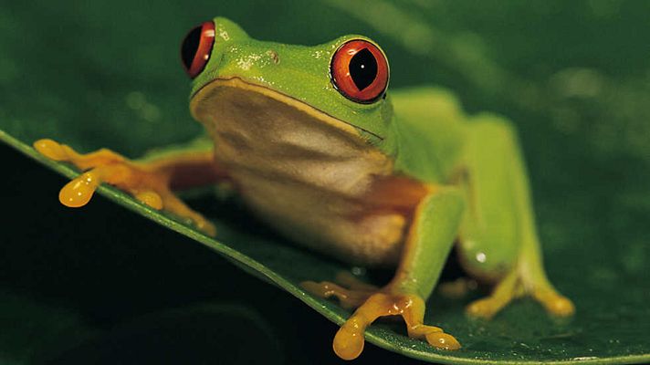 Grandes documentales - Ranas increíbles