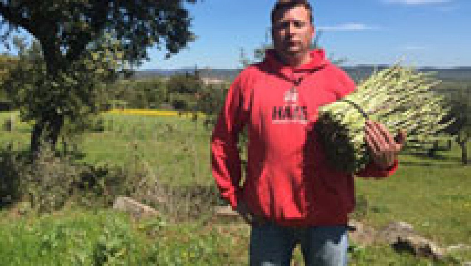 Coge espárragos ¡y los rifa entre los vecinos!