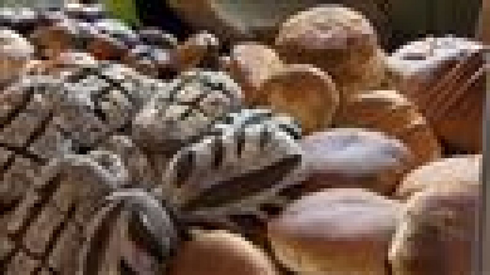 Telecanarias - 10/04/2016