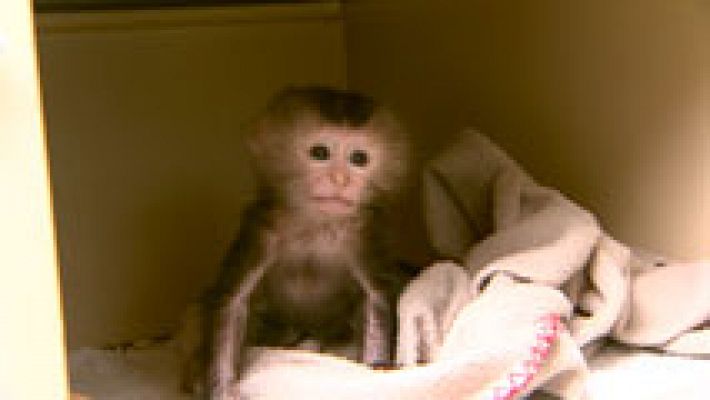 Macaco criada a biberón en el zoo de Santillana del Mar