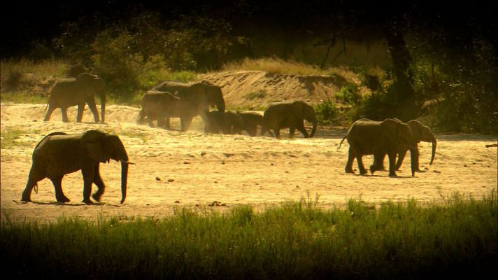 La noche temática - Turismo salvaje