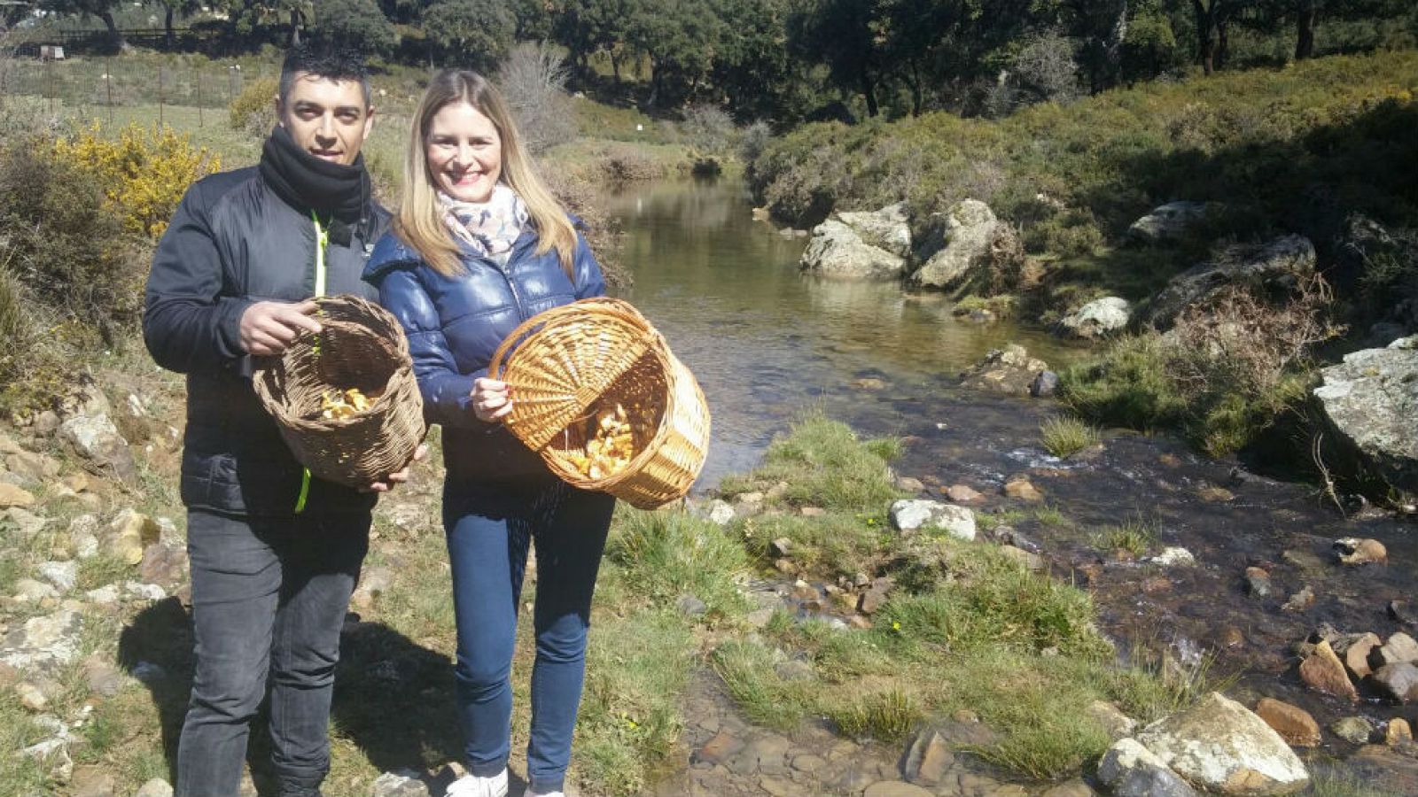 Chantarelas: del campo al puchero