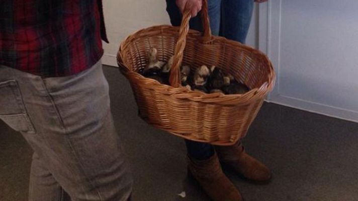 España Directo - Buscando setas de primavera