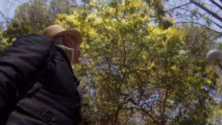 Aquí la Tierra - Juan Plantas y su amor por el eucalipto