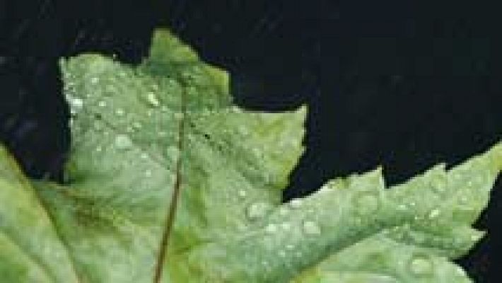 El tiempo - La lluvia presente en casi toda España en una jornada con ascenso de temperaturas