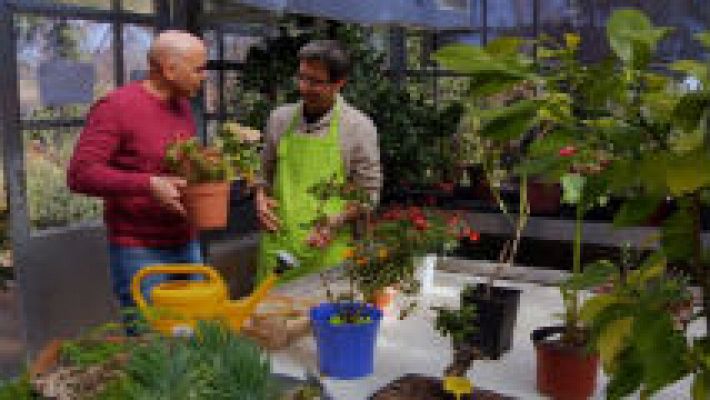 Un hospital para plantas