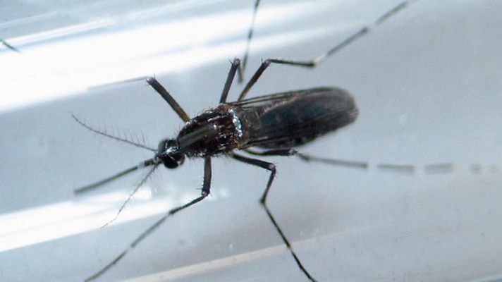 Telediario 1 - EE.UU. confirma la relación entre el virus Zika y la Microcefalia