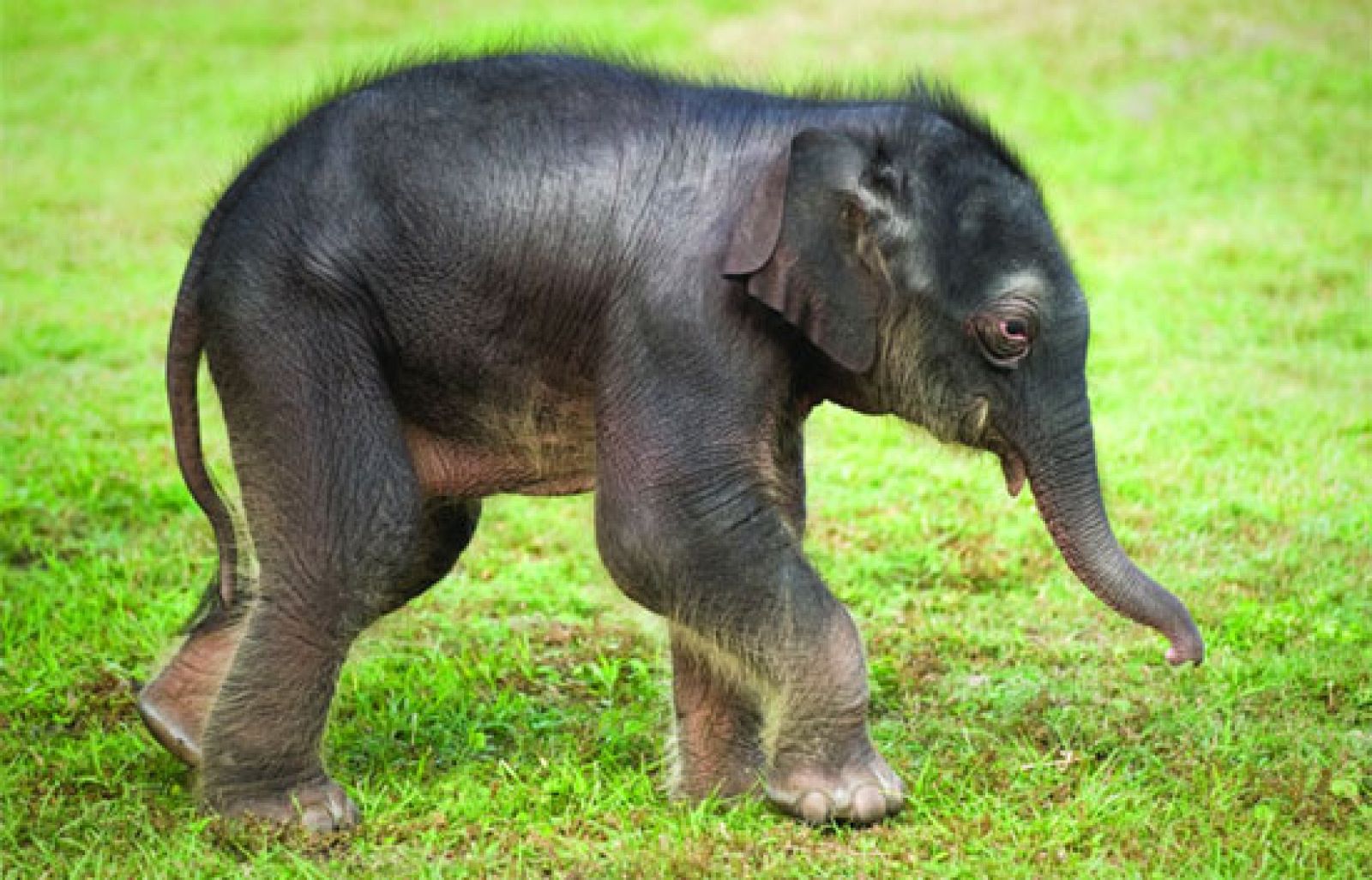 tres14 - ¿Quién teme a un ratón? - tres14 | Ver