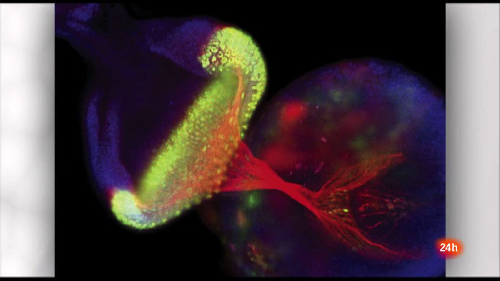 Lab24 - Neurociencias y científicos ante los medios